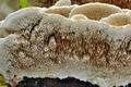 Trametes_cervina_ca3273