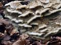 Trametes_cervina_ca3285