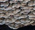 Trametes_cervina_ca7000