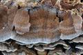 Trametes_cervina_ca7009