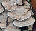 Trametes_cervina_ca7018