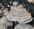 Trametes_cervina_ca7019