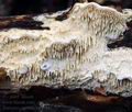 Trametes_cervina_hy7913