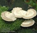 Trametes_gibbosa_ac2864