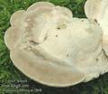 Trametes_gibbosa_ac2868