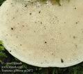 Trametes_gibbosa_ac2872