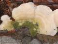 Trametes_hirsuta_a8143