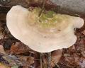 Trametes_hirsuta_a8145