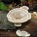 Trametes_hirsuta_al9419