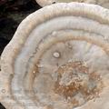 Trametes_hirsuta_al9423