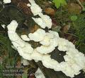 Trametes_pubescens_ab7784