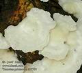 Trametes_pubescens_ab7790