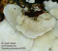 Trametes_pubescens_ab7800