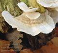 Trametes_pubescens_aj2210