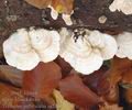 Trametes_pubescens_aj2215