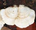 Trametes_pubescens_aj2218