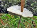 Trametes_suaveolens_bs8339