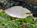 Trametes_suaveolens_bs8341