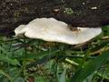 Trametes_suaveolens_bs8346