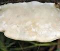 Trametes_suaveolens_bs8351