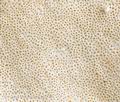 Trametes_suaveolens_bs8356