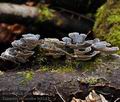 Trametes_versicolor_bi8147