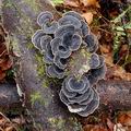 Trametes_versicolor_bi8151