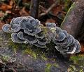 Trametes_versicolor_bi8166