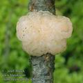 Tremella_encephala_ac8109