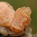 Tremella_encephala_aj7524