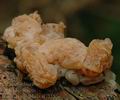 Tremella_encephala_aj7531