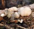 Tremella_encephala_bi0709