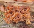 Tremella_foliacea_a8721