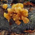 Tremella_foliacea_bh7475