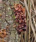 Tremella_foliacea_bp4490