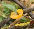 Tremella_mesenterica_a8743