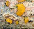 Tremella_mesenterica_bn3059