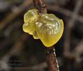 Tremella_mesenterica_bs7892