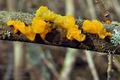 Tremella_mesenterica_bt1173