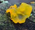 Tremella_mesenterica_ca5497