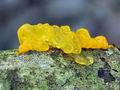 Tremella_mesenterica_ca5500