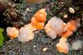 Tremella_simplex_ch5638s