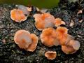 Tremella_simplex_ch5751s