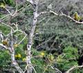 Treron_bicincta_fe1125