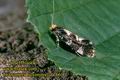Triaxomera_fulvimitrella_76