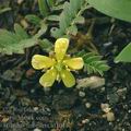 Tribulus_terrestris_af1015