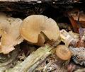 Trichocybe_puberula_bo0843