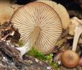 Trichocybe_puberula_bo0848