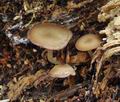 Trichocybe_puberula_bo0852