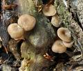 Trichocybe_puberula_br4971